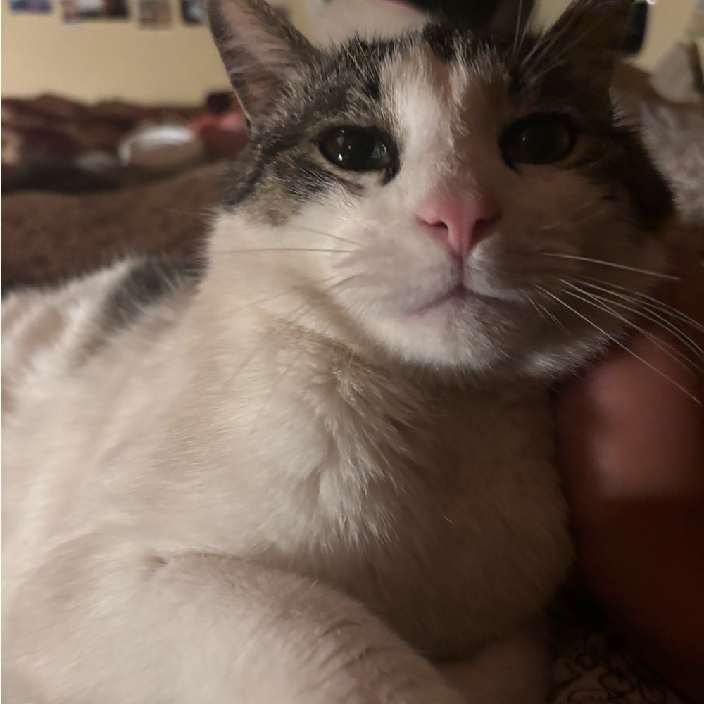 Meet your Posher, Addison